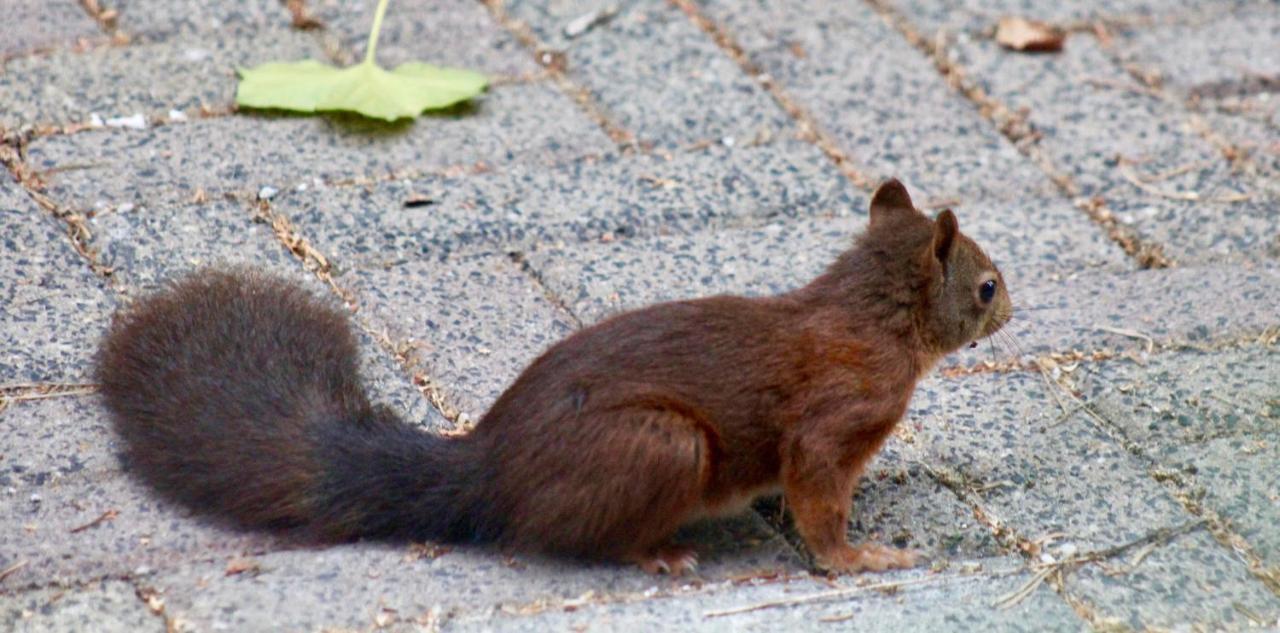 De Groene Kijker Panzió Apeldoorn Kültér fotó